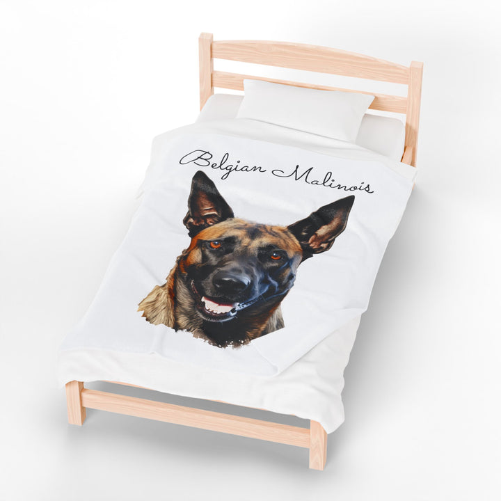 Belgian Malinois Velveteen Plush Blanket with White Background - 3 Sizes available cozy throw dog lover - Pet mom gift