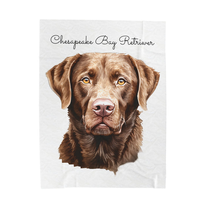 Chesapeake Bay Retriever Velveteen Plush Blanket with White Background - 3 Sizes available cozy throw dog lover - Pet mom gift