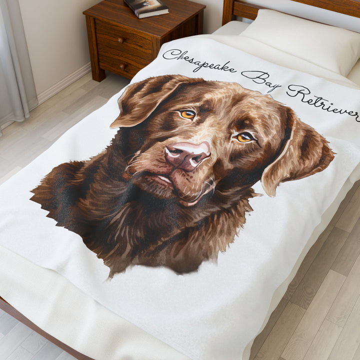 Chesapeake Bay Retriever Velveteen Plush Blanket with White Background - 3 Sizes available cozy throw dog lover - Pet mom gift